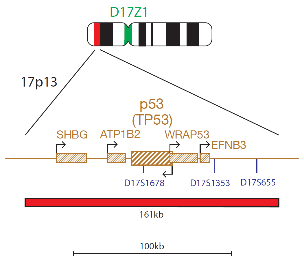Fluorescence in situ hybridization (FISH) chromosome map showing a probe targeting the P53 (TP53) gene.