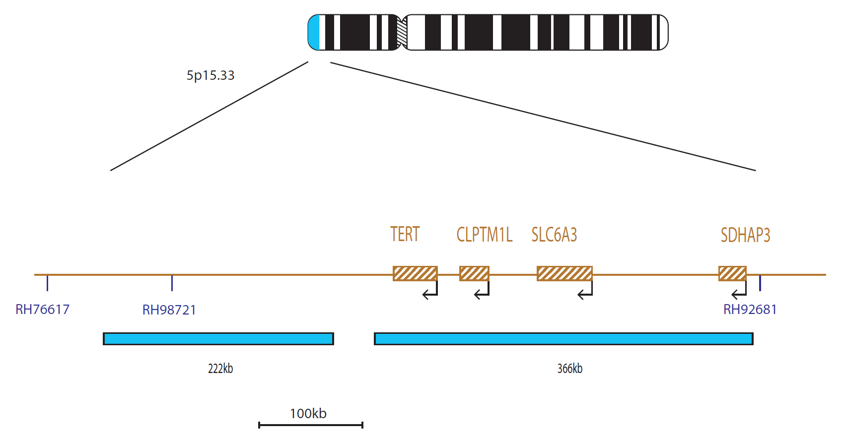 Fluorescence in situ hybridization (FISH) chromosome map showing a probe targeting the TERT gene.