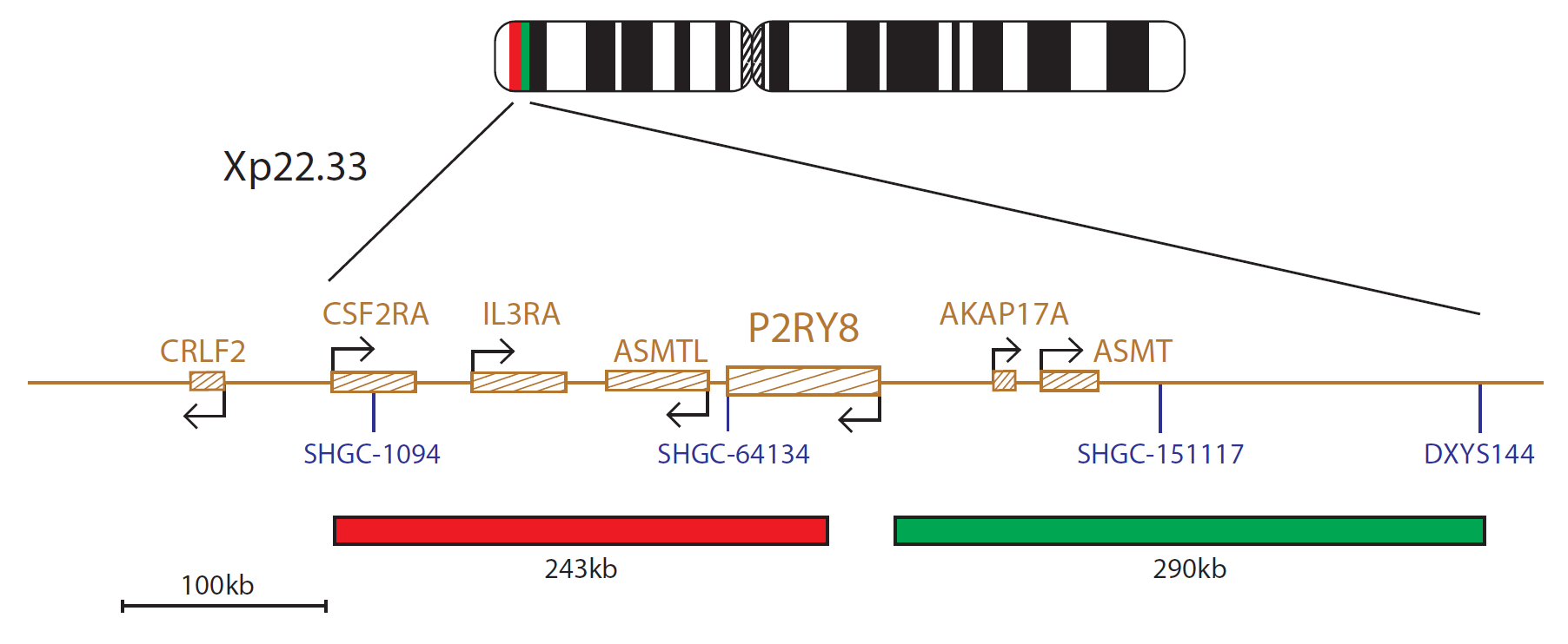 Fluorescence in situ hybridisation (FISH) chromosome map showing a probe targeting the P2RY8 gene.