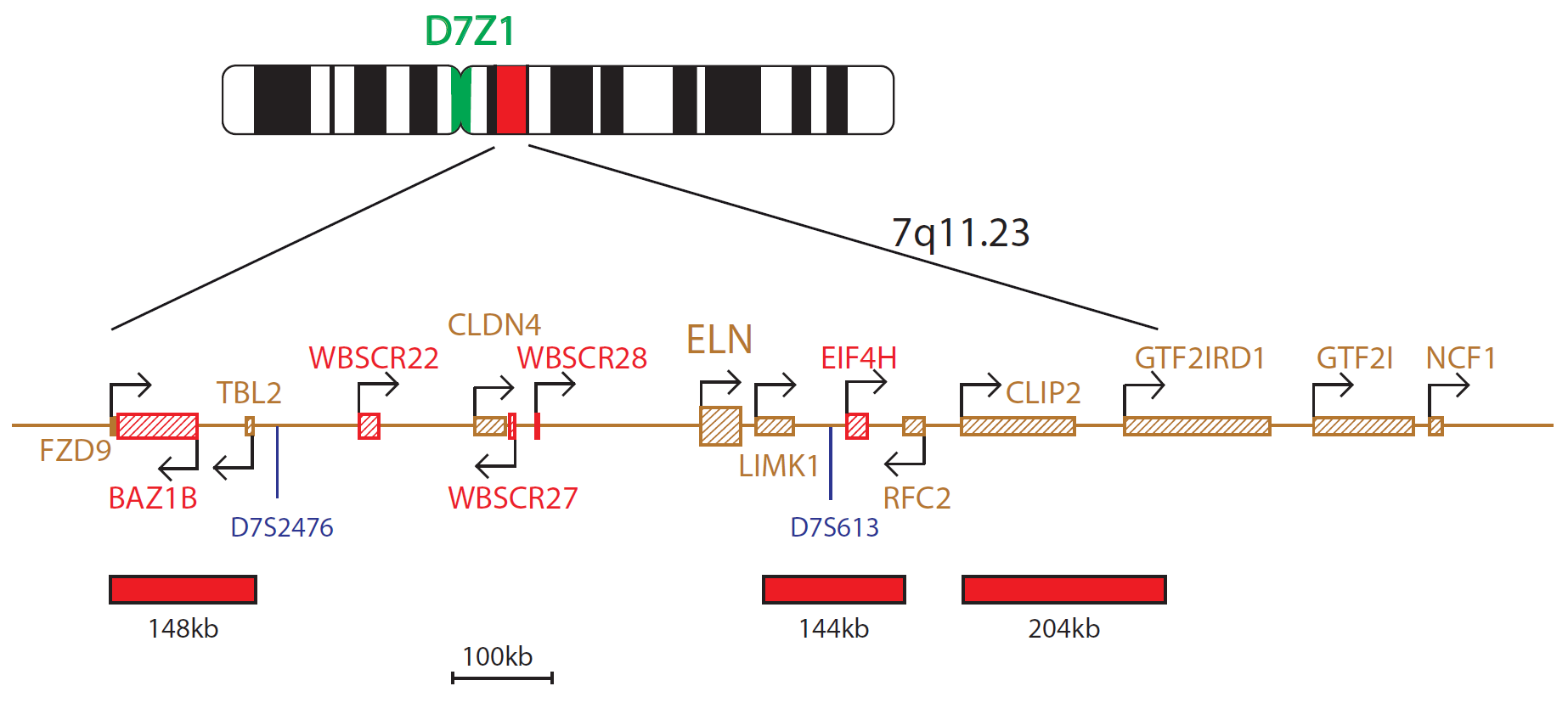 FISH chromosome map showing a probe targeting a region associated with Williams-Beuren syndrome.