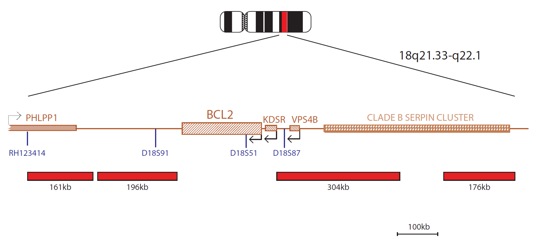 Fluorescence in situ hybridisation (FISH) chromosome map showing a probe targeting the BCL2 gene.