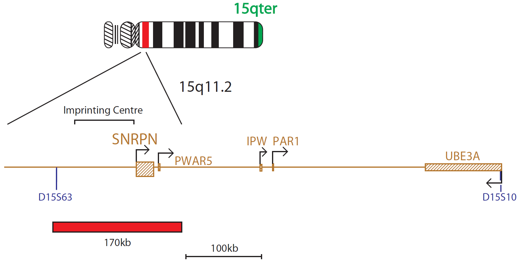 FISH chromosome map showing a probe targeting a region associated with Prader-Willi and Angelman syndromes (SNRPN gene).