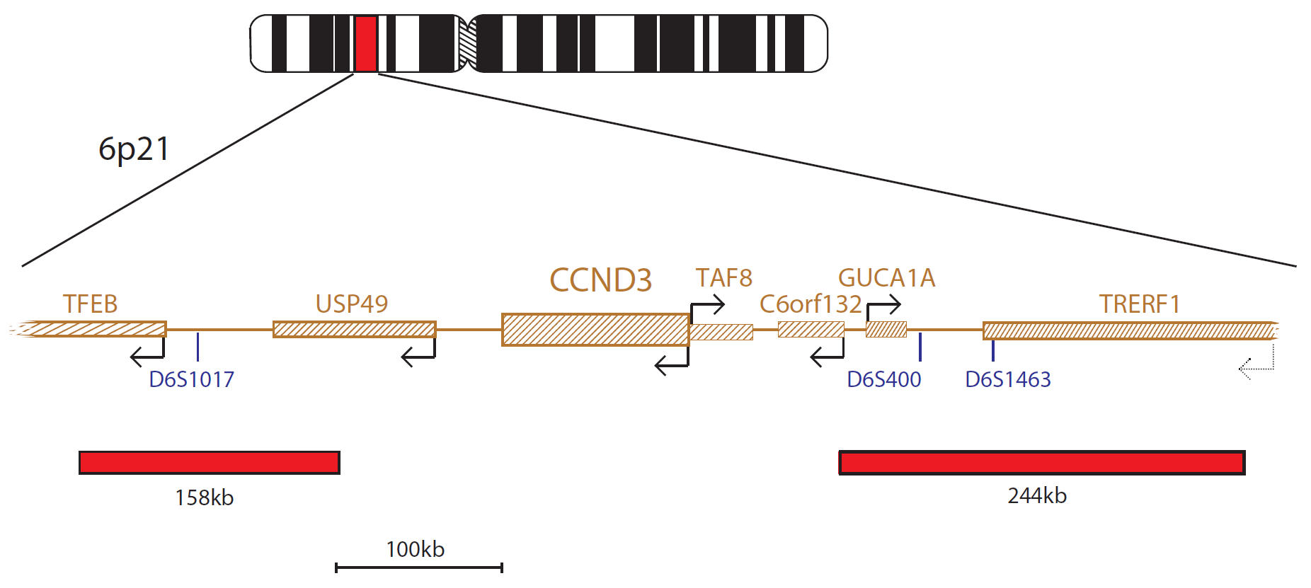 Fluorescence in situ hybridization (FISH) chromosome map showing a probe targeting the CCND3 gene.