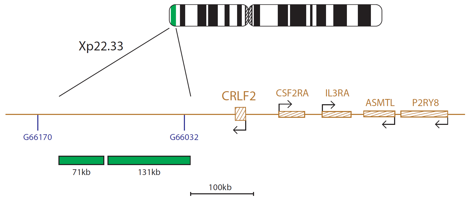 Fluorescence in situ hybridization (FISH) chromosome map showing a probe targeting the CRLF2 gene.