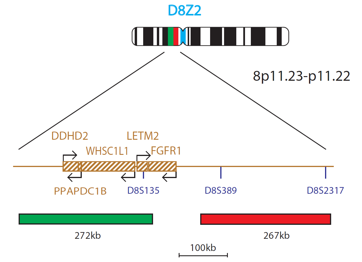 Fluorescence in situ hybridisation (FISH) chromosome map showing a probe targeting the FGFR1 gene.