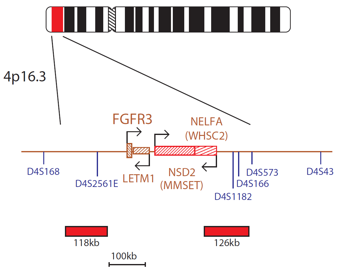 Fluorescence in situ hybridization (FISH) chromosome map showing a probe targeting the FGFR3 gene.