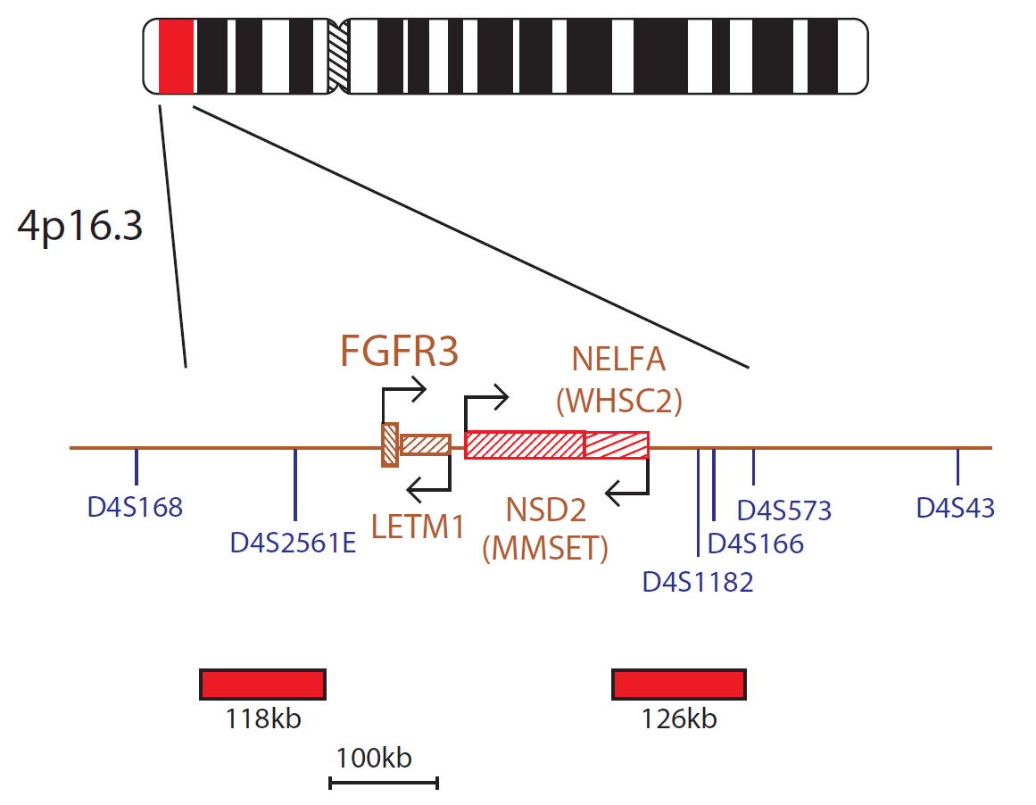 Fluorescence in situ hybridisation (FISH) chromosome map showing a probe targeting the FGFR3 gene.