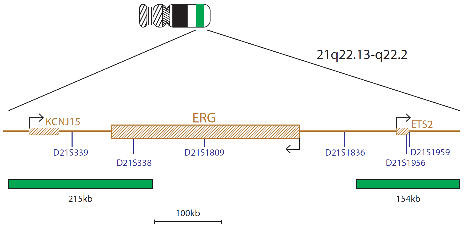Fluorescence in situ hybridization (FISH) chromosome map showing a probe mix targeting the ERG gene.