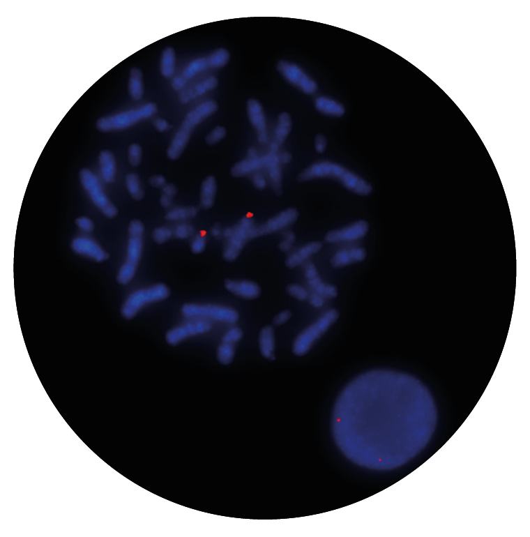 Fluorescence in situ hybridization (FISH) microscope image of the CytoCell CRLF2 Proximal probe.