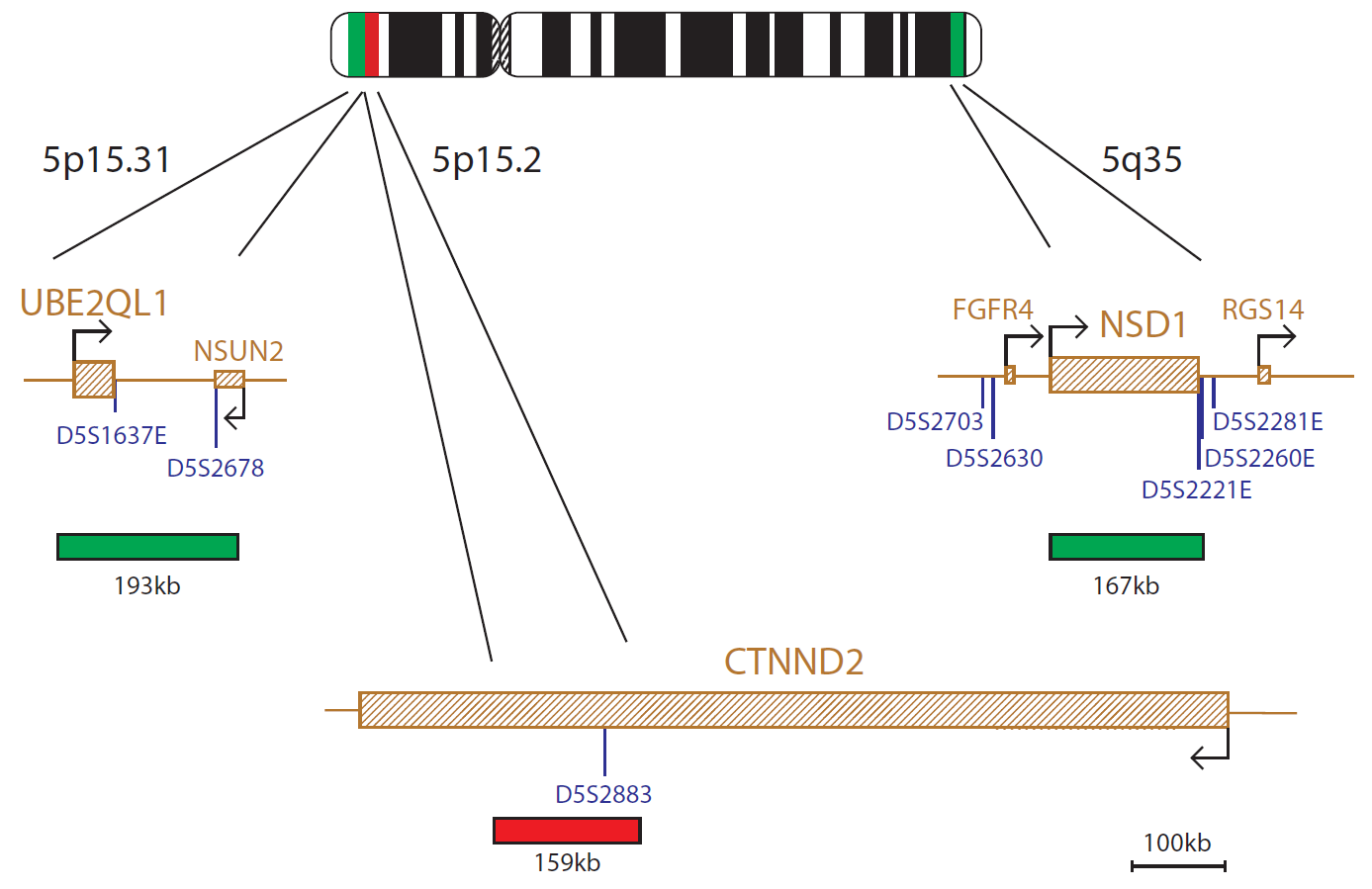 FISH chromosome map showing a probe targeting regions associated with Cri-du-chat and SOTOS syndromes.
