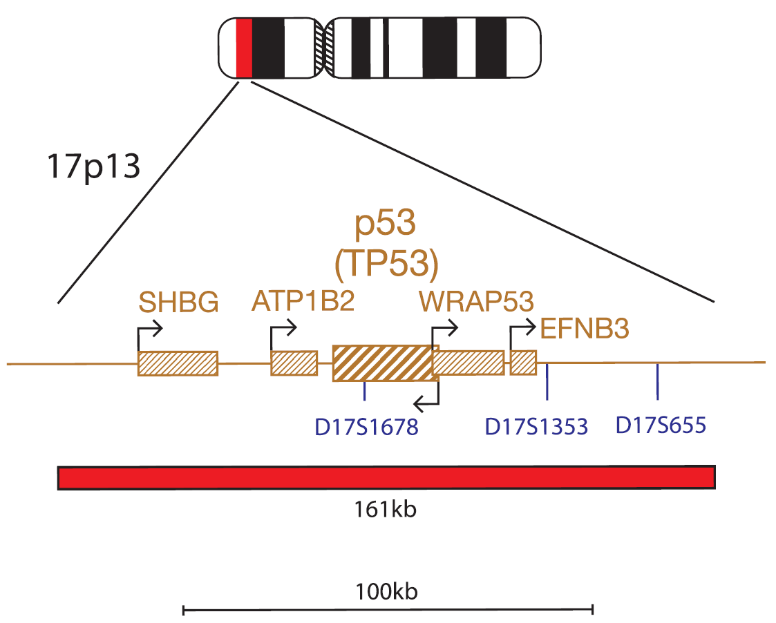 Fluorescence in situ hybridisation (FISH) chromosome map showing a probe targeting the P53 (TP53) gene.