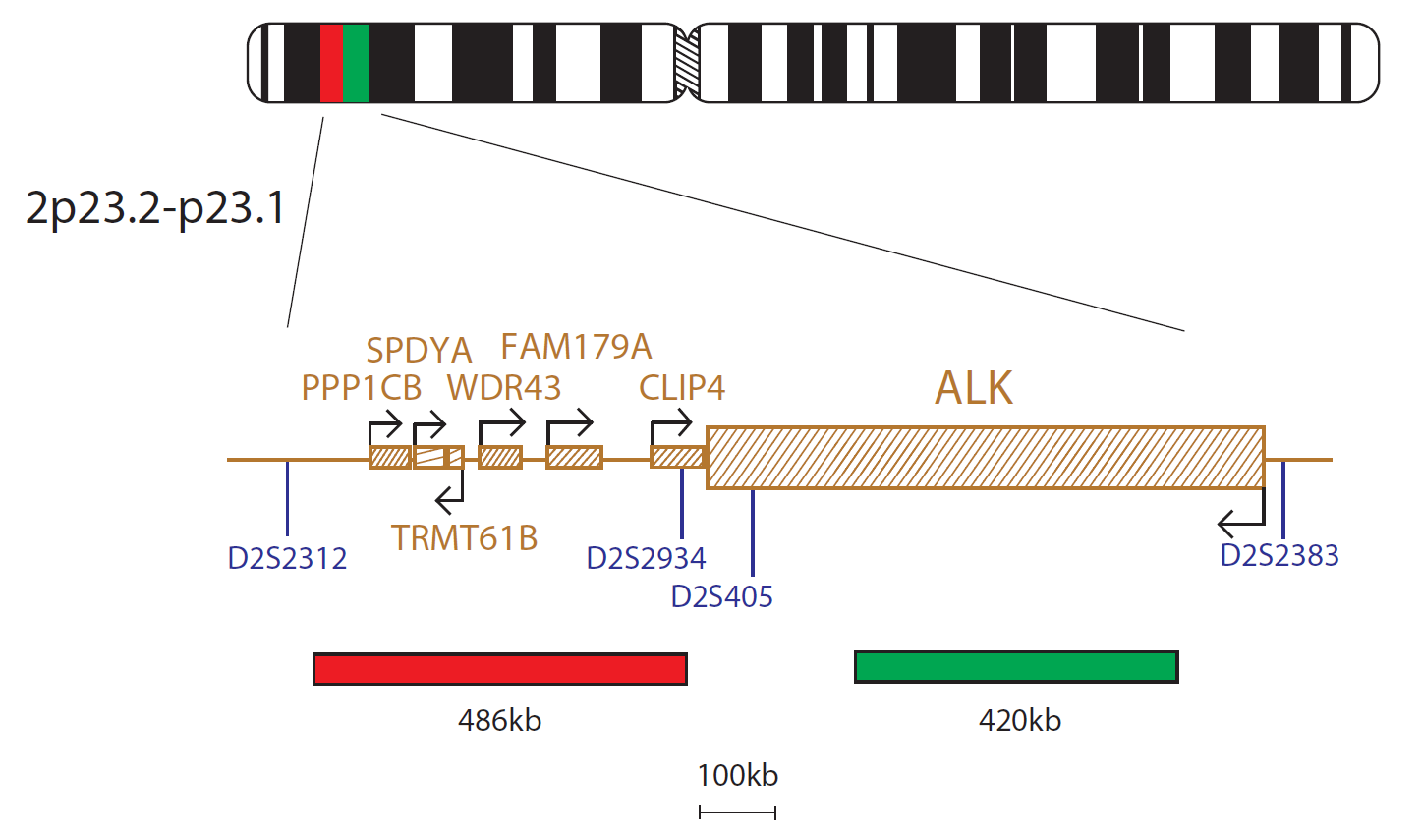 Fluorescence in situ hybridisation (FISH) chromosome map showing a probe targeting the ALK gene.