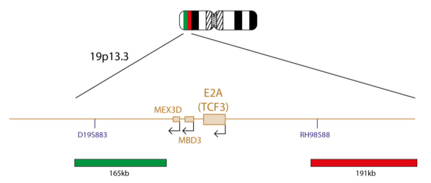 Fluorescence in situ hybridisation (FISH) chromosome map showing a probe targeting the E2A (TCF3) gene.