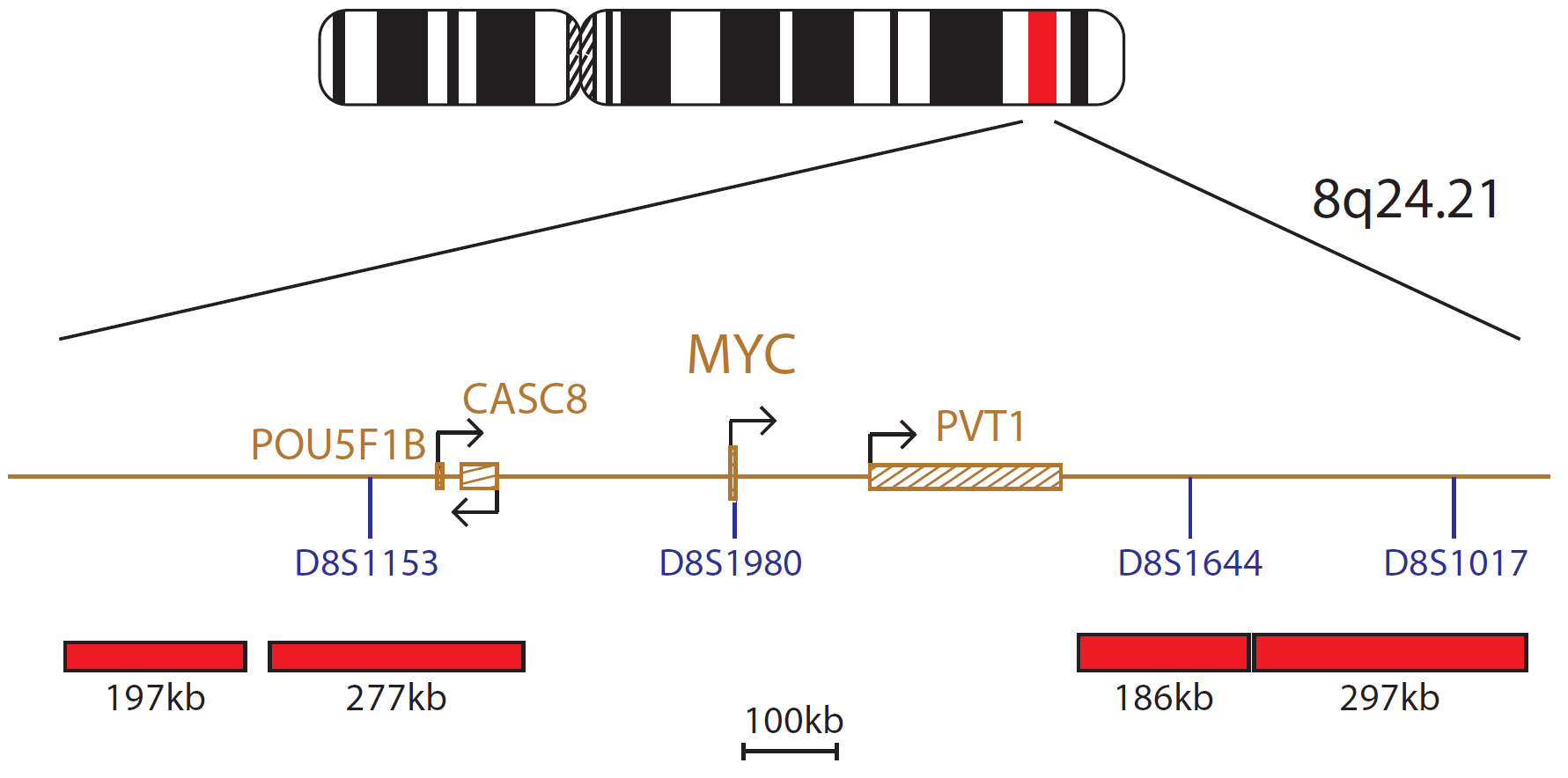 Fluorescence in situ hybridization (FISH) chromosome map showing a probe mix targeting the MYC gene.