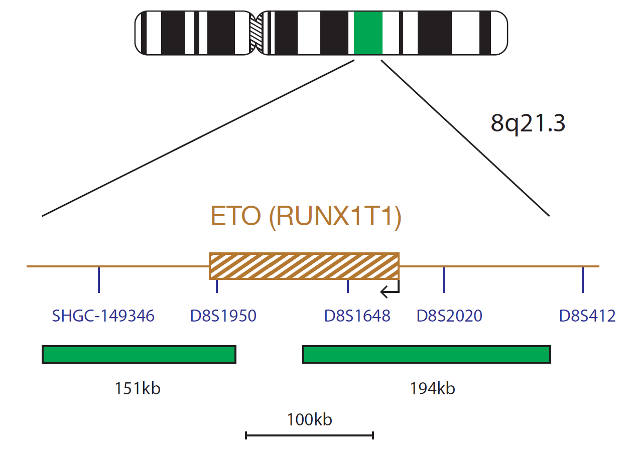Fluorescence in situ hybridization (FISH) chromosome map showing a probe mix targeting the ETO (RUNX1T1) gene.