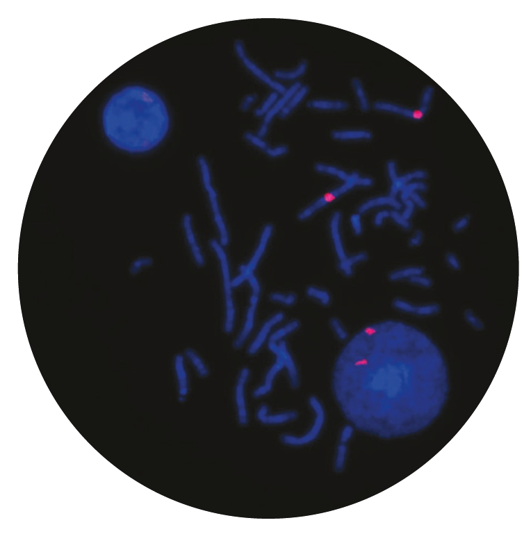 Fluorescence in situ hybridization (FISH) microscope image of the CytoCell Centromere 3 Probe Red.