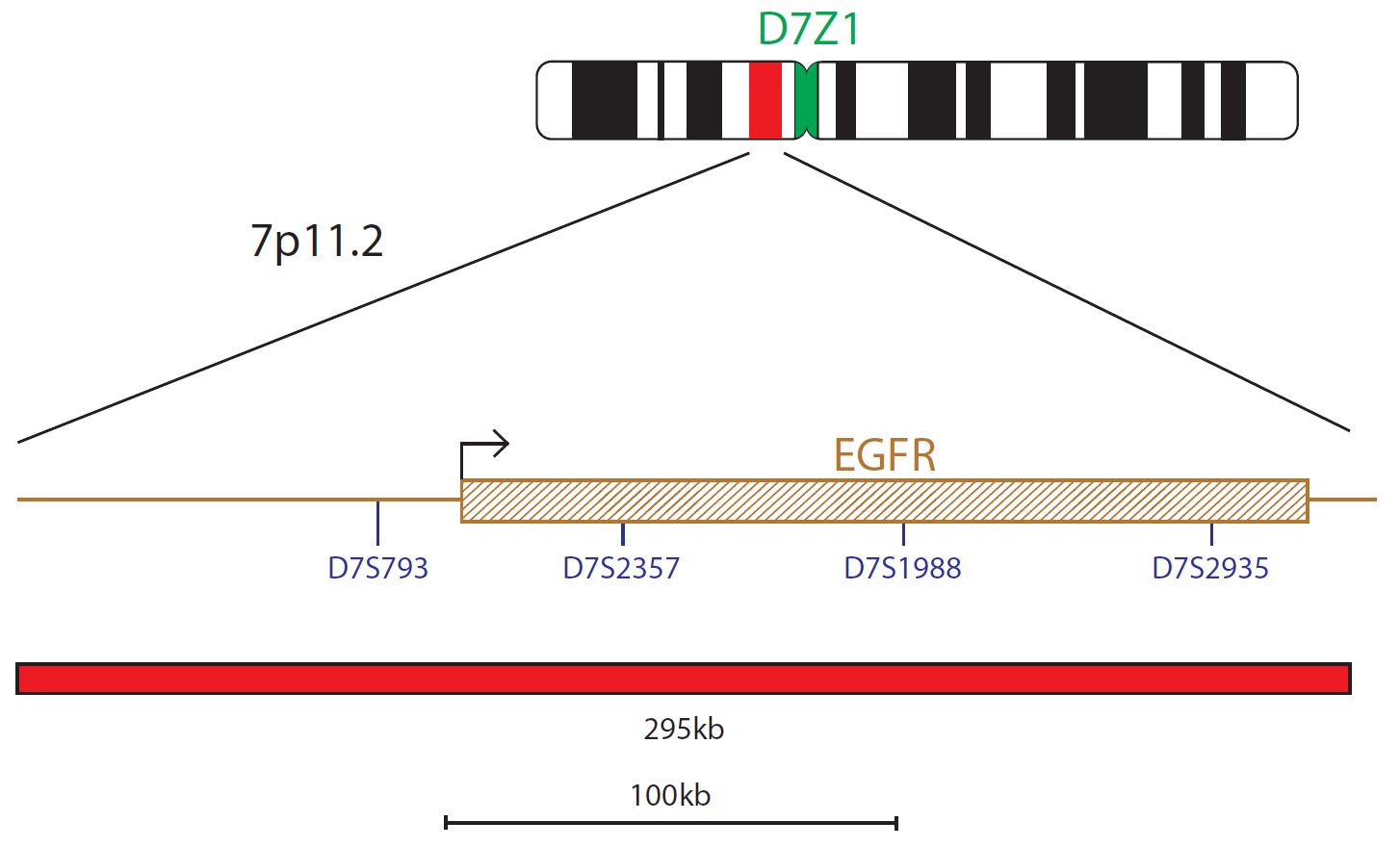 Fluorescence in situ hybridization (FISH) chromosome map showing a probe targeting the EGFR gene.