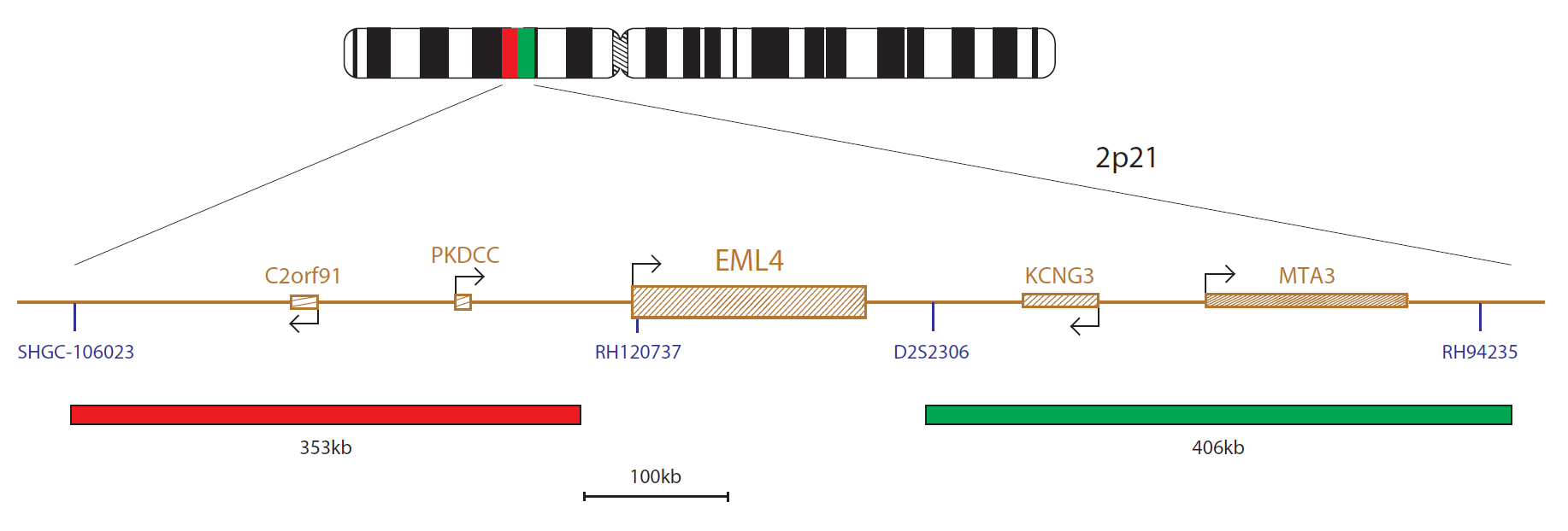 Fluorescence in situ hybridisation (FISH) chromosome map showing a probe targeting the EML4 gene.