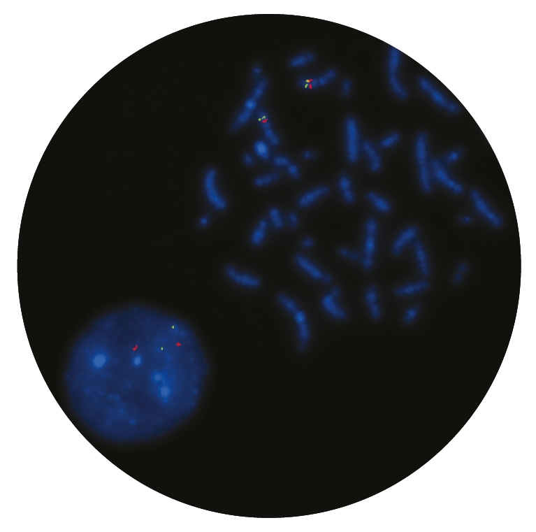 Fluorescence in situ hybridisation (FISH) microscope image of the CytoCell Del(7q) Deletion probe.