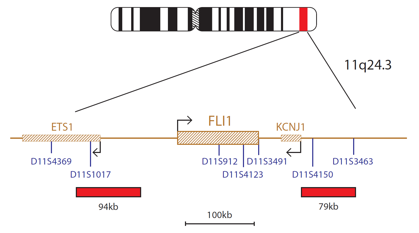 Fluorescence in situ hybridisation (FISH) chromosome map showing a probe targeting the FLI1 gene.