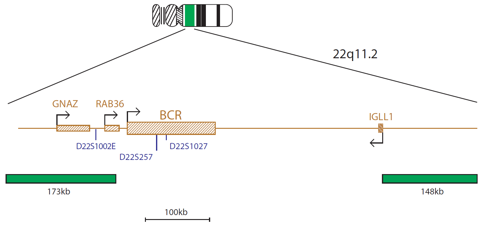 Fluorescence in situ hybridisation (FISH) chromosome map showing a probe targeting the BCR gene.