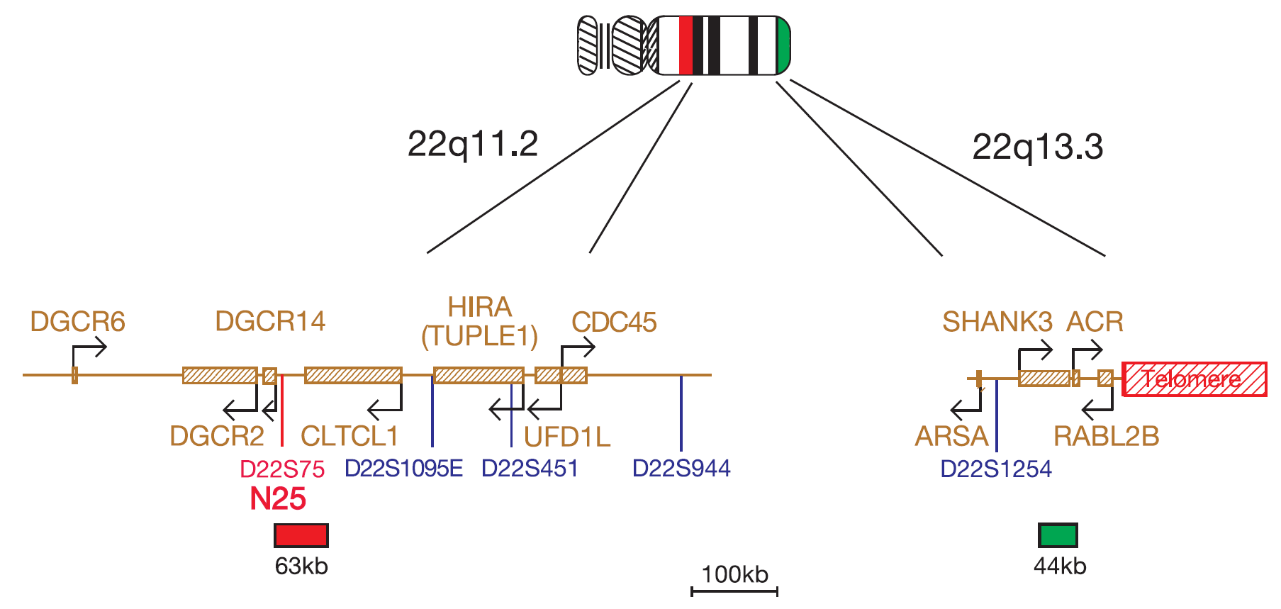 FISH chromosome map showing a probe targeting regions associated with DiGeorge, VCFS and 22q13.3 deletion syndromes.