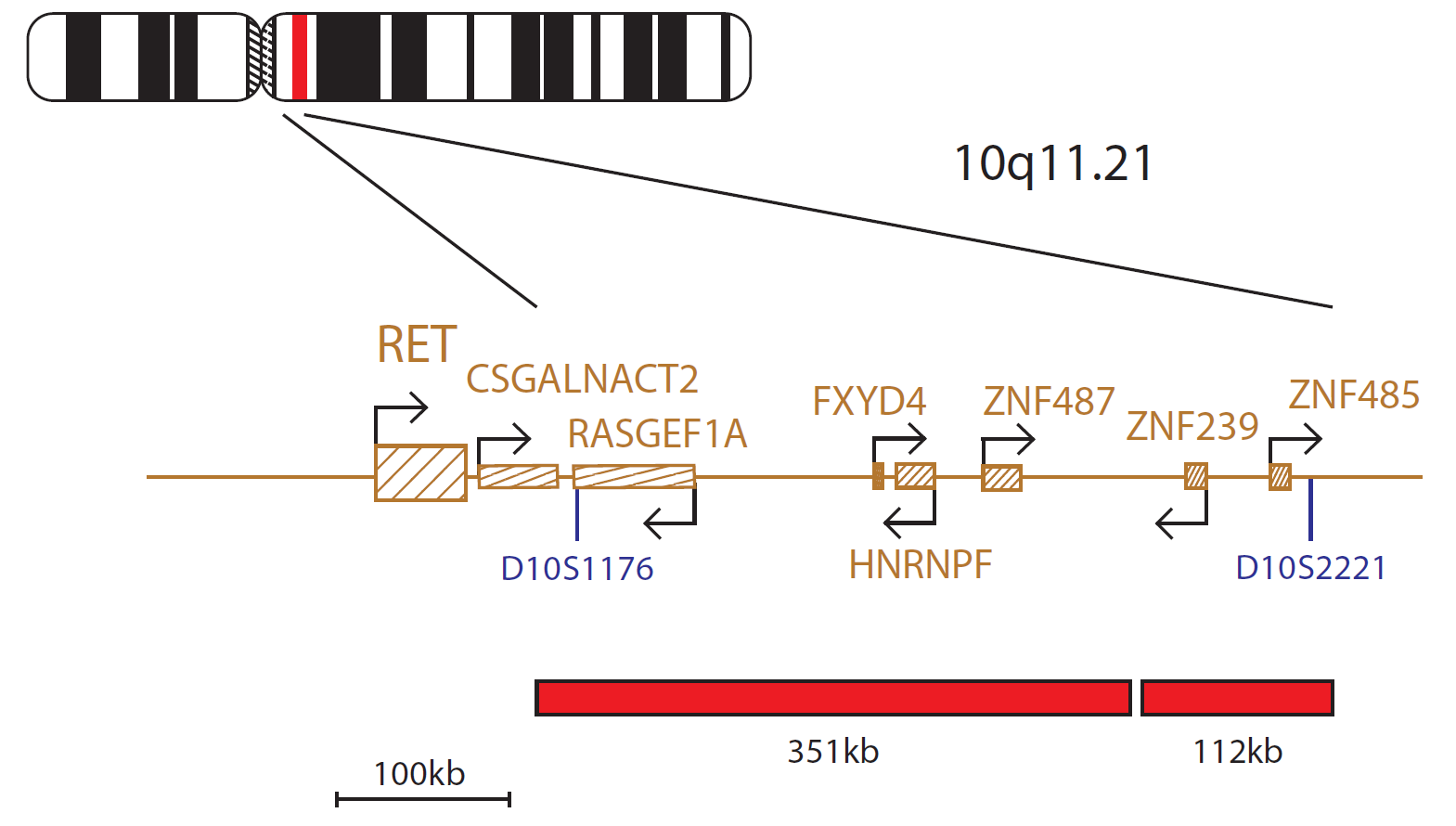 Fluorescence in situ hybridization (FISH) chromosome map showing a probe mix distal to the RET gene.