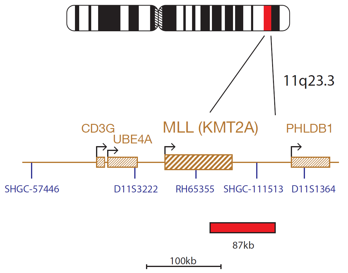 Fluorescence in situ hybridization (FISH) chromosome map showing a probe targeting the MLL (KMT2A) gene.
