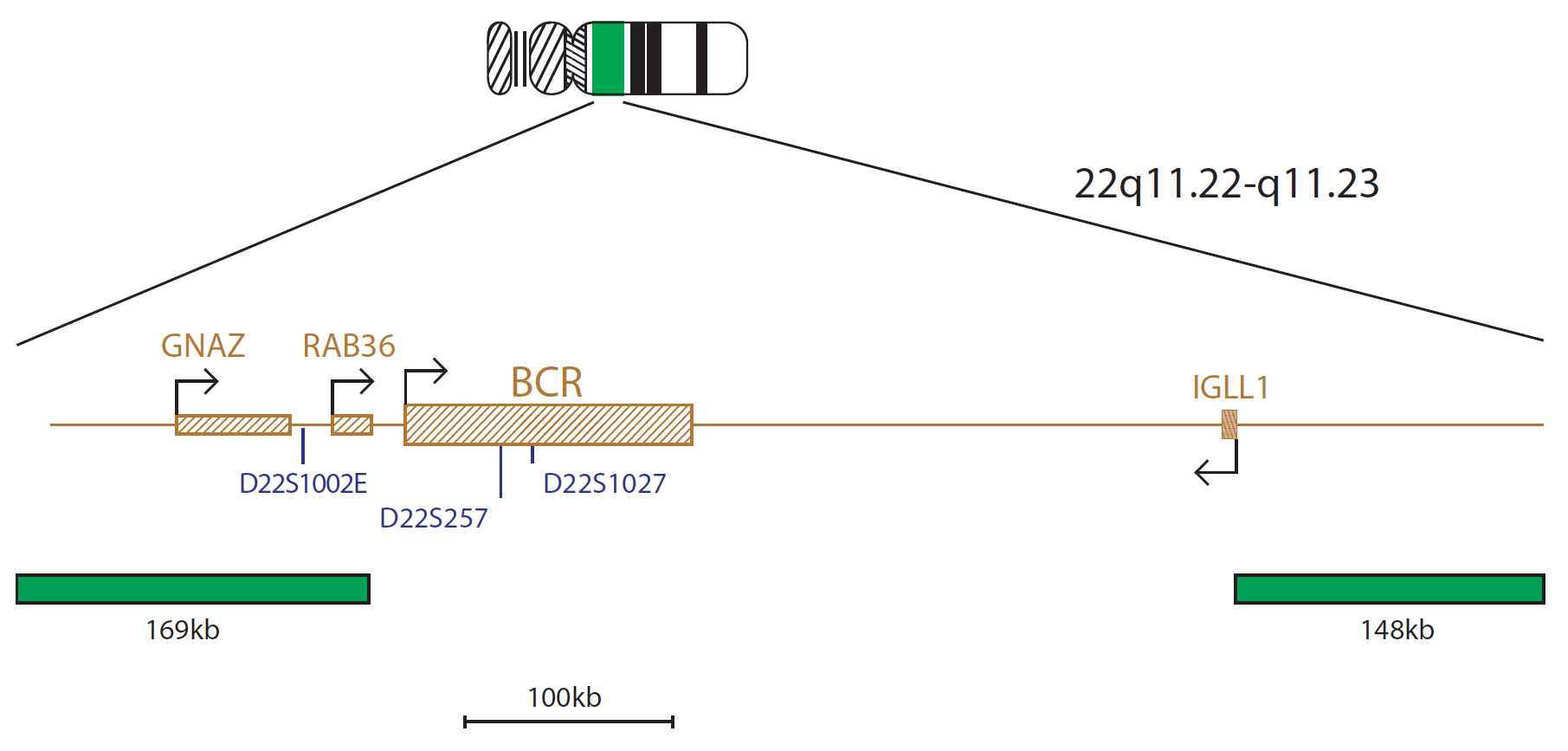 Fluorescence in situ hybridization (FISH) chromosome map showing a probe targeting the BCR gene.