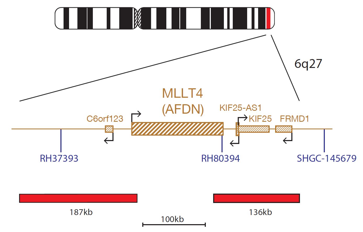 Fluorescence in situ hybridisation (FISH) chromosome map showing a probe targeting the MLLT4 gene.