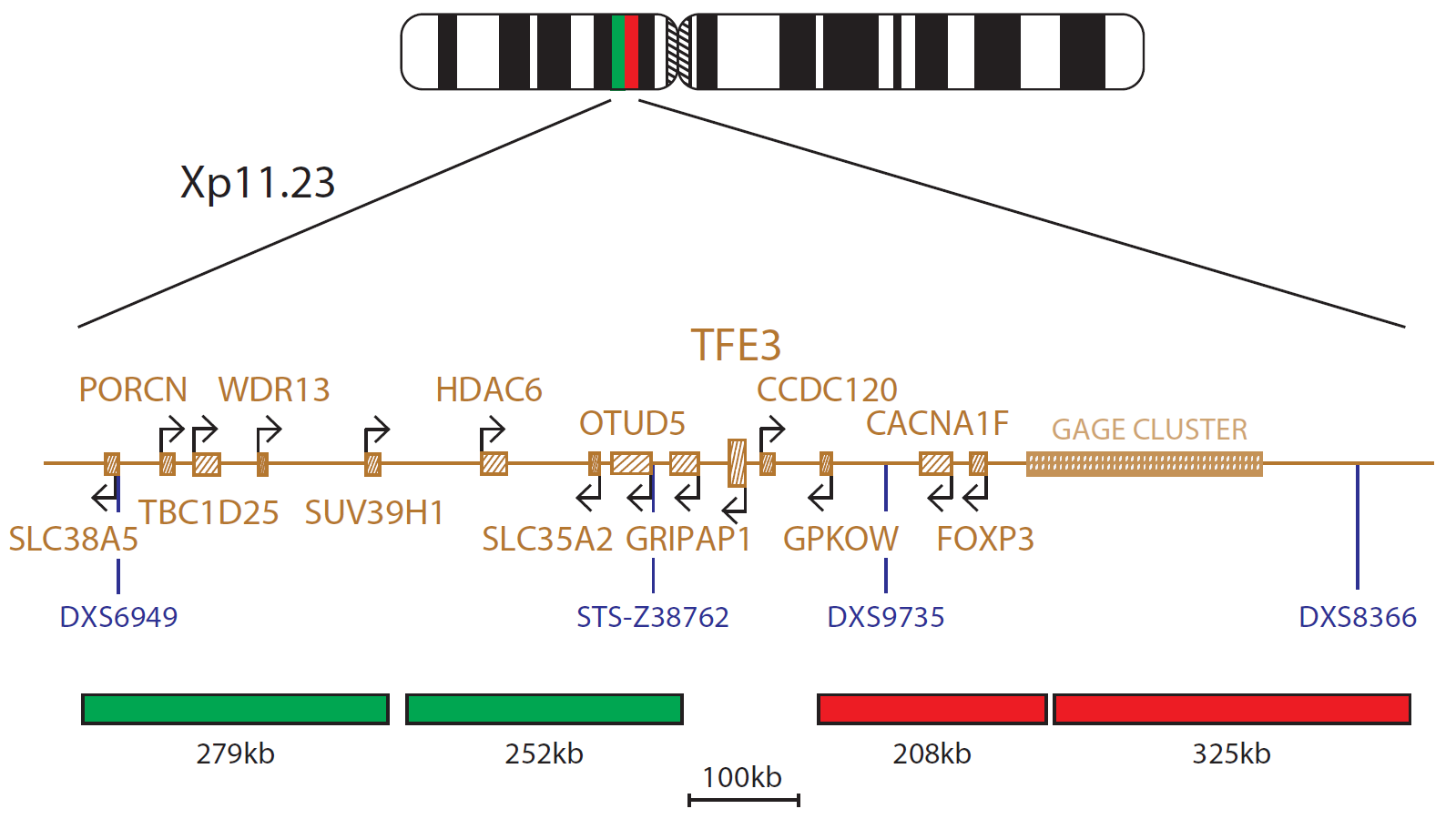 Fluorescence in situ hybridisation (FISH) chromosome map showing a probe targeting the TFE3 gene.