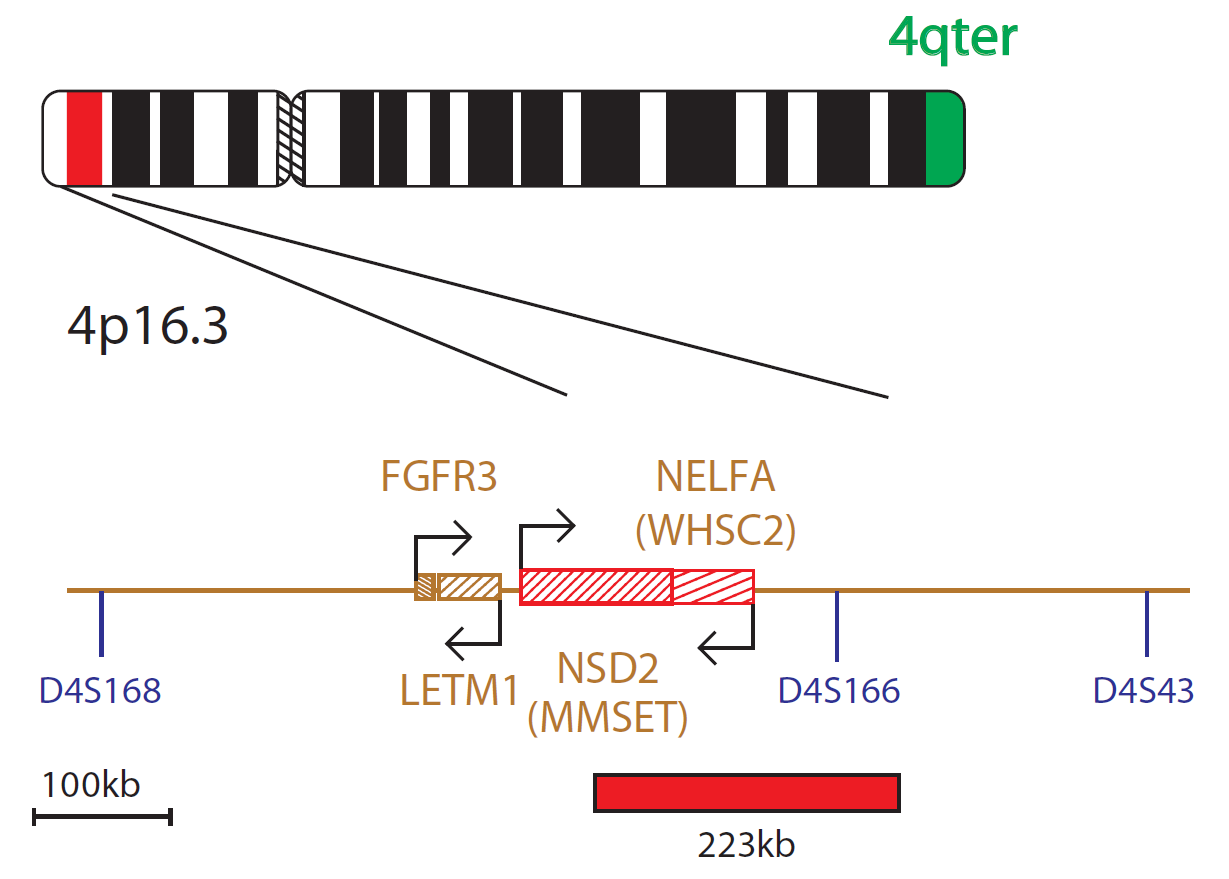FISH chromosome map showing a probe targeting a region associated with Wolf-Hirschhorn syndrome.