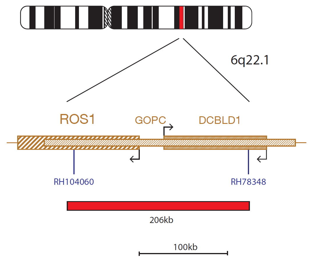 Fluorescence in situ hybridization (FISH) chromosome map showing a probe mix targeting the distal part of the ROS1 gene.