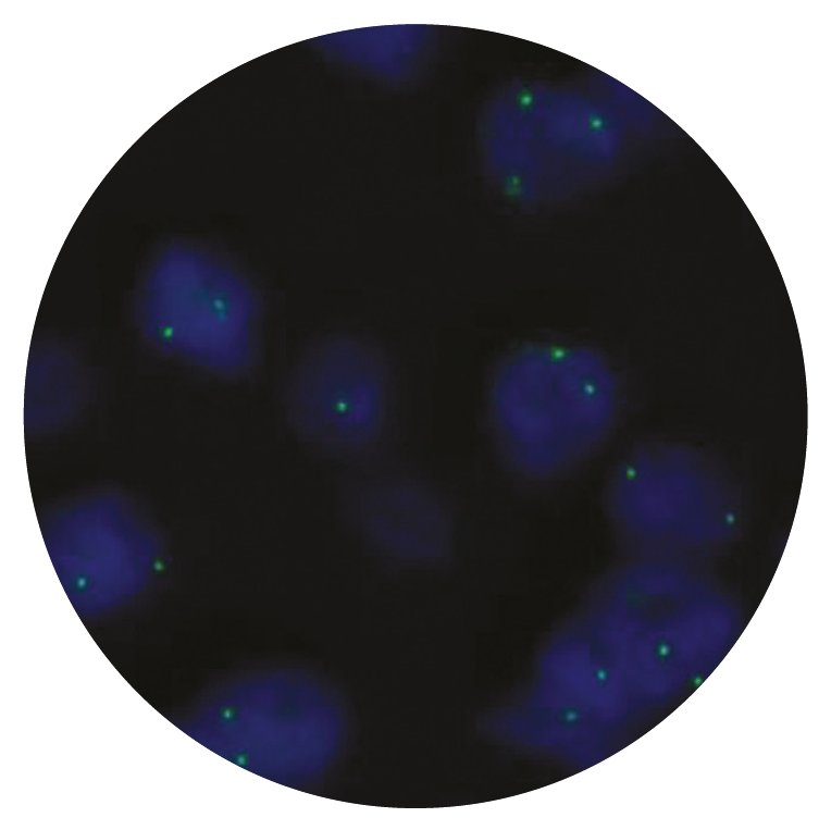 Fluorescence in situ hybridization (FISH) microscope image of the CytoCell RET Proximal probe.