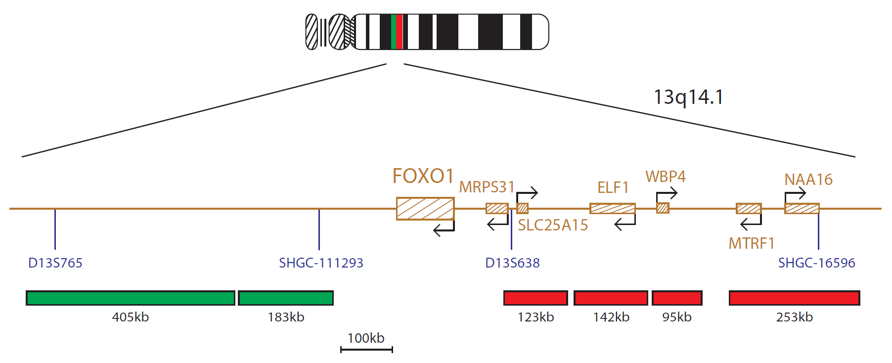 Fluorescence in situ hybridisation (FISH) chromosome map showing a probe targeting the FOXO1 gene.