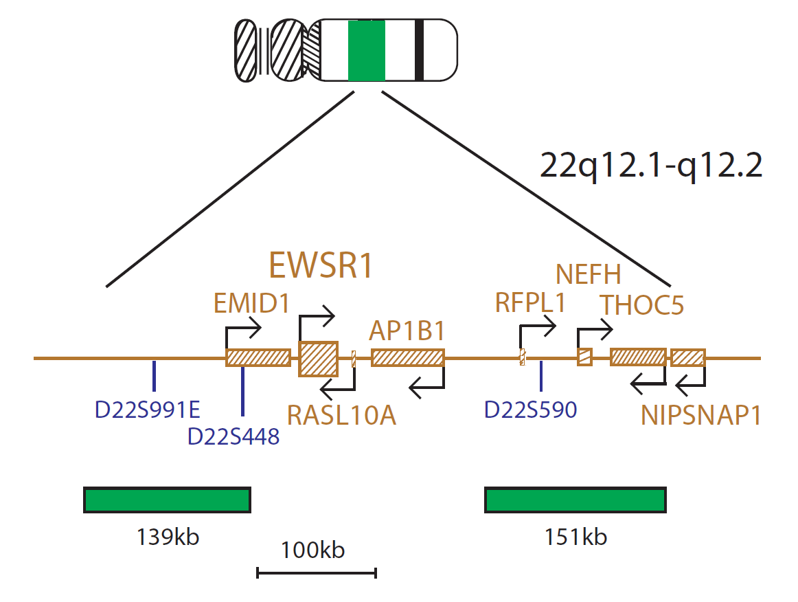 Fluorescence in situ hybridisation (FISH) chromosome map showing a probe targeting the EWSR1 gene.