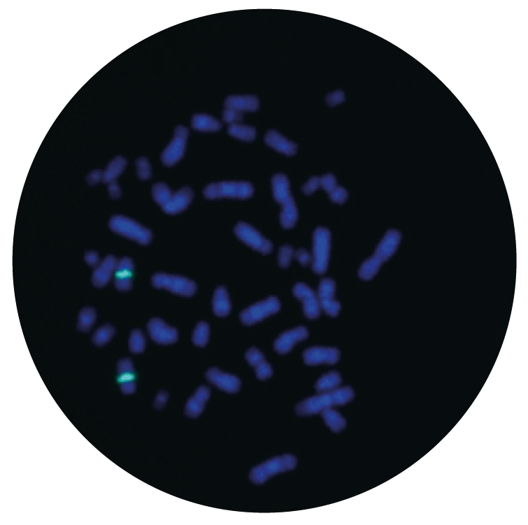 Fluorescence in situ hybridization (FISH) microscope image of the CytoCell Chromosome 9 Satellite III Probe Aqua.