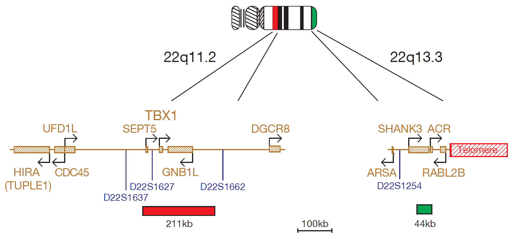 FISH chromosome map showing a probe targeting regions associated with DiGeorge (TBX1 gene) and 22q13.3 deletion syndromes.