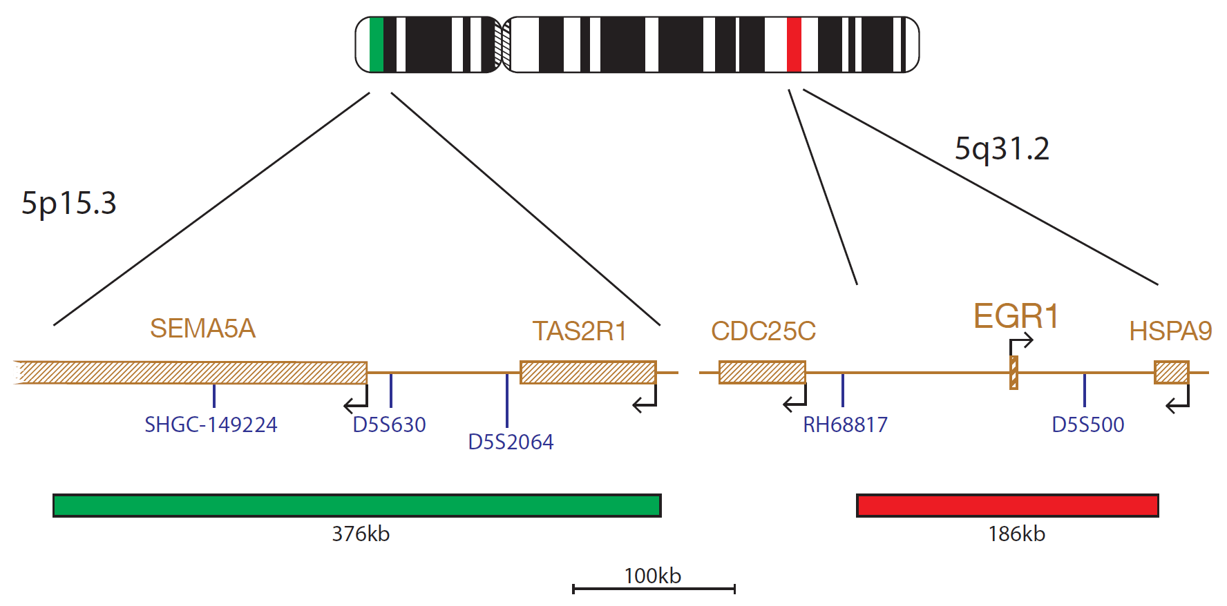 Fluorescence in situ hybridization (FISH) chromosome map showing a probe mix targeting the regions 5q31.2 (EGR1) and 5p15.3.
