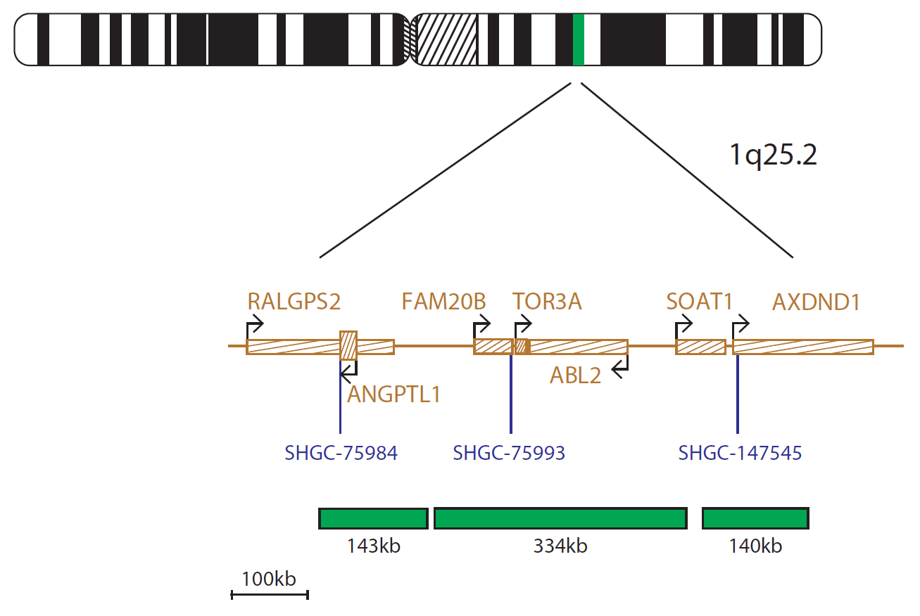 Fluorescence in situ hybridization (FISH) chromosome map showing a probe mix targeting the region 1q25.2.
