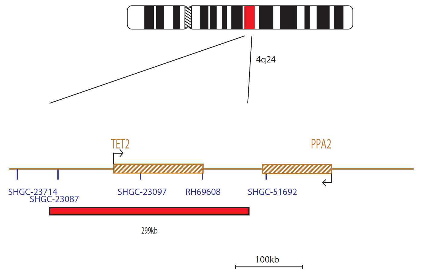 Fluorescence in situ hybridization (FISH) chromosome map showing a probe targeting the TET2 gene.