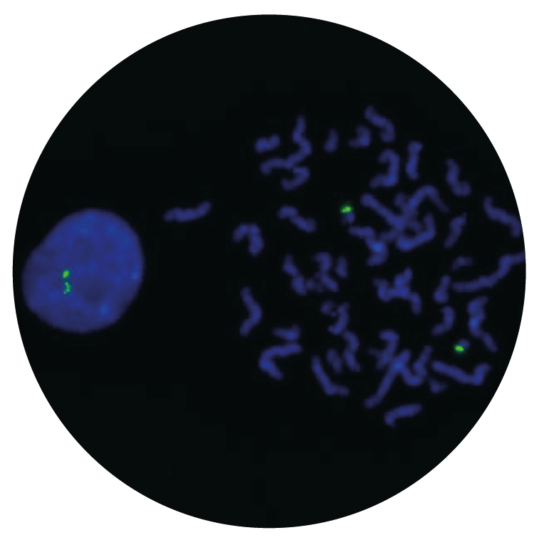 Fluorescence in situ hybridization (FISH) microscope image of the CytoCell RUNX1 Probe Green.