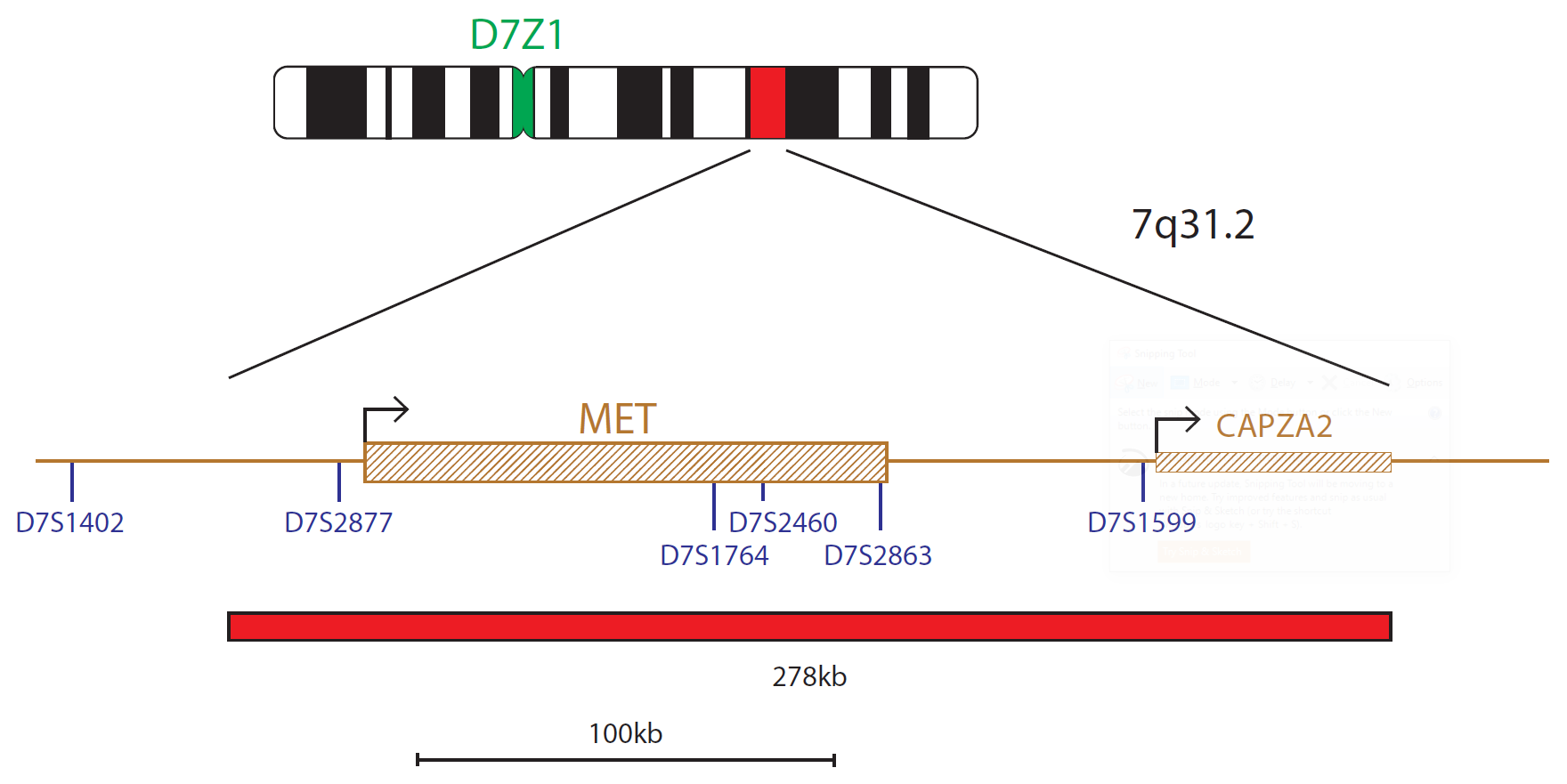 Fluorescence in situ hybridisation (FISH) chromosome map showing a probe targeting the C-MET (MET) gene.