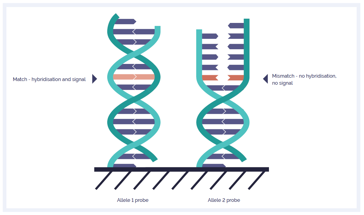 Schematic of the OGT SNP probe technology showing a hybridisation and signal match and mismatch.