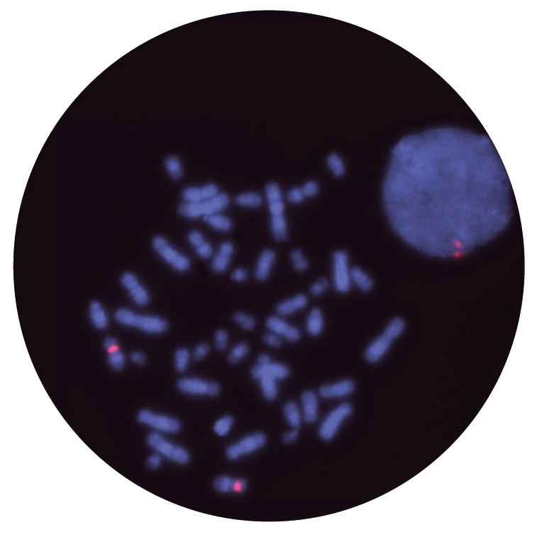 Fluorescence in situ hybridization (FISH) microscope image of the CytoCell Alpha Satellite 12 Plus probe.