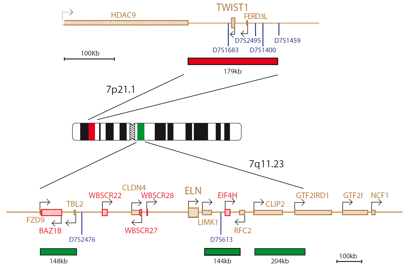 FISH chromosome map showing probes targeting regions associated with Saethre-Chotzen and Williams-Beuren syndromes.