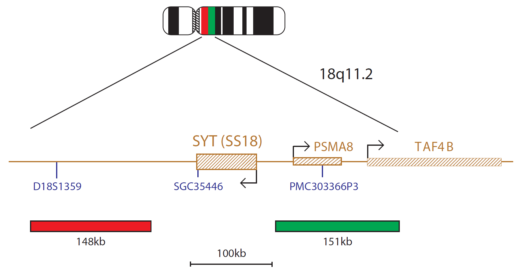 Fluorescence in situ hybridisation (FISH) chromosome map showing a probe targeting the SYT (SS18) gene.