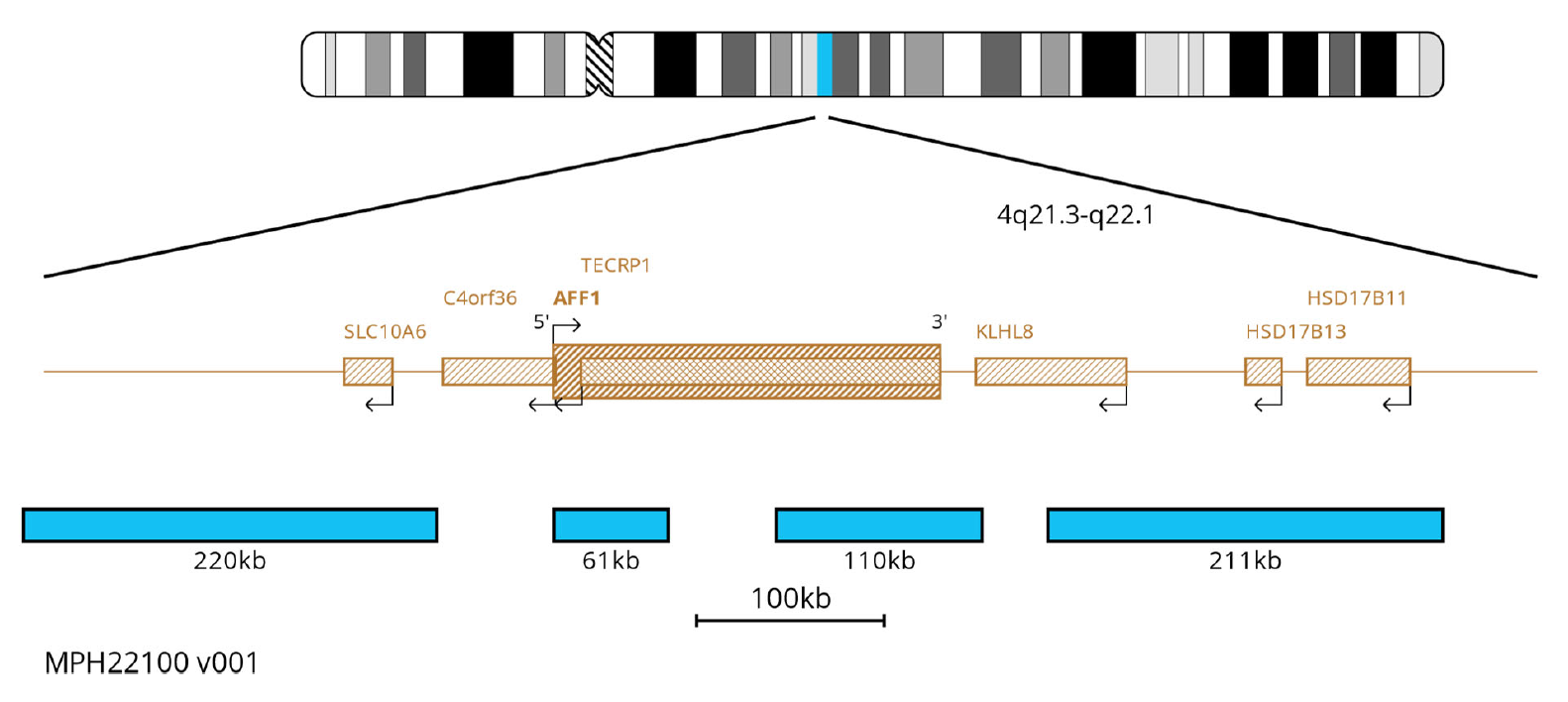 Fluorescence in situ hybridisation (FISH) chromosome map showing probes targeting the AFF1 gene.