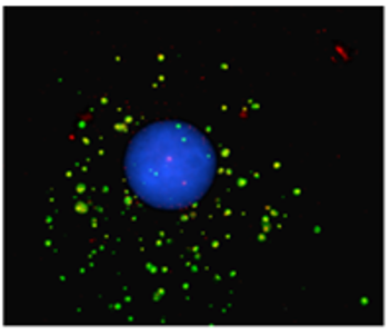 Light damaged probe