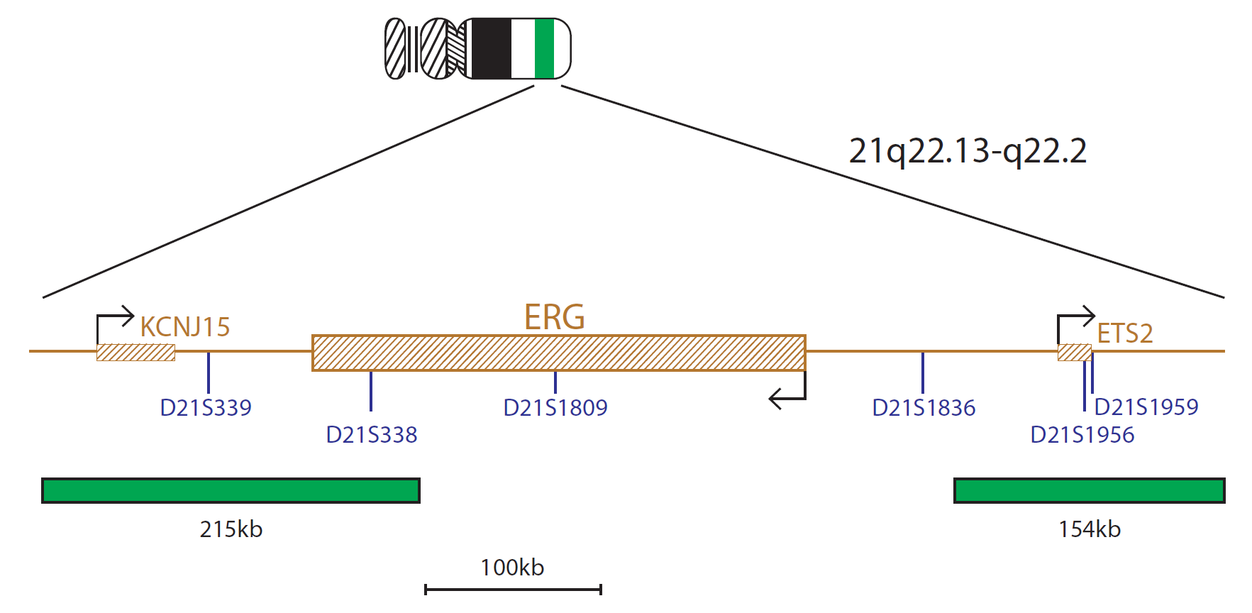 Fluorescence in situ hybridisation (FISH) chromosome map showing a probe targeting the ERG gene.